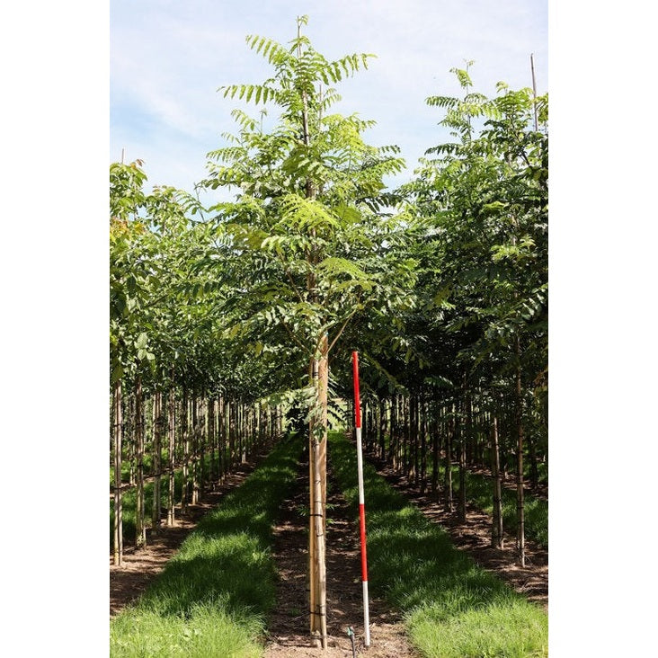 Kaukasisk vingnöt - Pterocarya fraxinifolia - Stammens omkrets 14-16 cm, höjd 3,5-4 meter, HS,